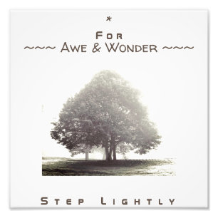 Foto Uma Árvore em Poster de Nevoeiro com qualquer text