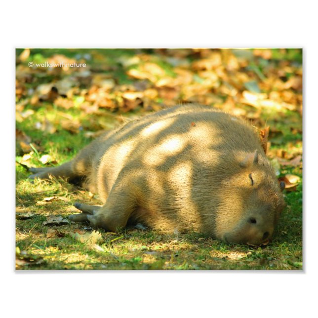 Foto Uma bela Capybara Sonha no Sol de Verão (Frente)