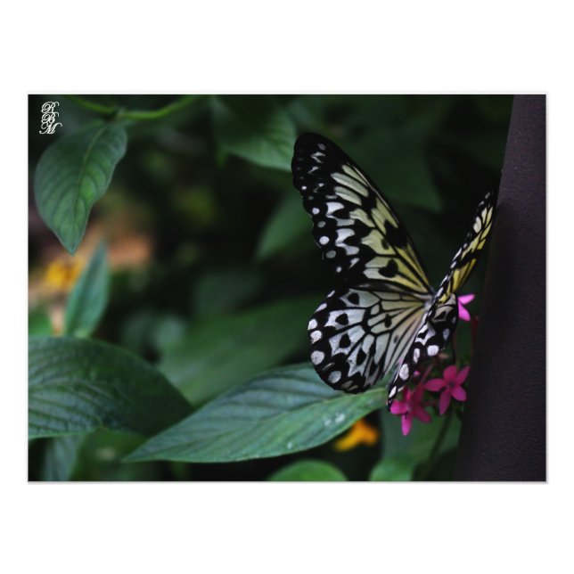 Foto Uma Borboleta Amarela em Flores Rosas (Frente)
