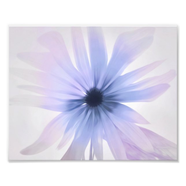 Foto Uma margarida com roxo, rosa e Cinzas (Frente)