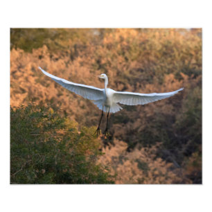 Foto Uma mosca Egret