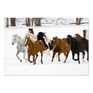 Foto Uma paisagem de inverno de cavalos correndo