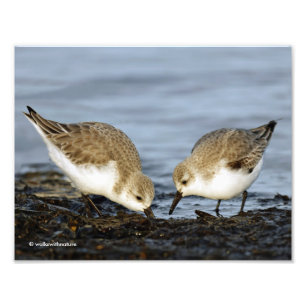 Foto Uma refeição entre dois Sanderlings