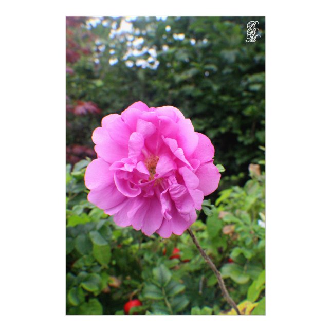 Foto Uma ventoinha cor-de-rosa Solteiro (Frente)