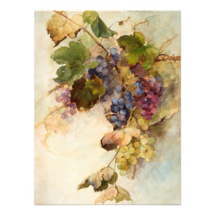 Foto Uma Vinha de Uvas por Franz Bischoff