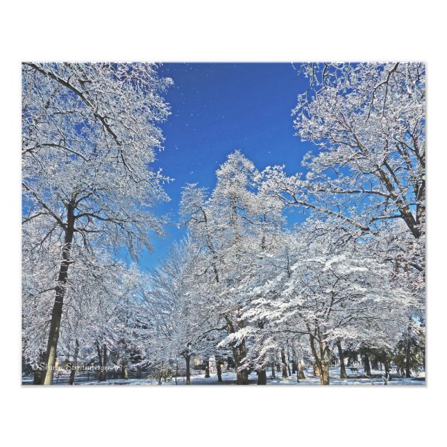 FOTO UMA VISÃO EM BRANCO/PRIMEIRA NEVE TORNA ÁRVORES TO (Frente)