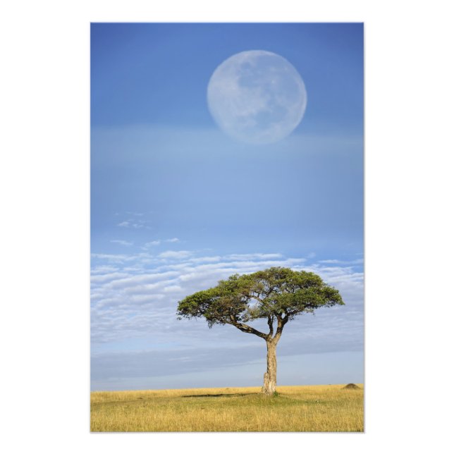 Foto Umbrella Thorn Acacia, Acacia tortilis e (Frente)