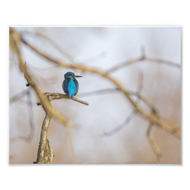 Foto Un martin-pêcheur posé sur sa branche (Frente)