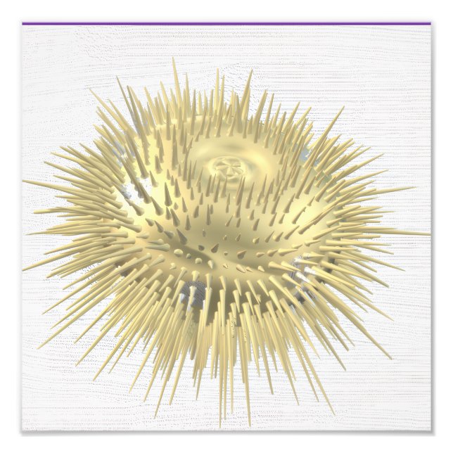 Foto Urchin Dourado (Frente)