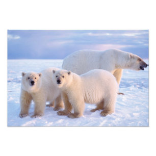 Foto Ursa polar com filhotes no gelo da banquisa, coste
