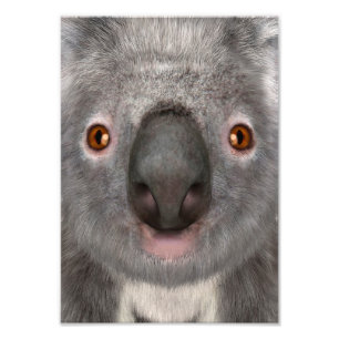 Foto Urso Coala