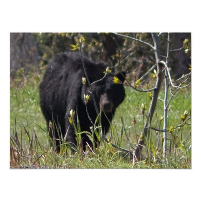 Foto Urso de Pequim (Frente)