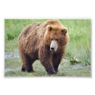 Foto Urso-grizzle fotográfico 4x6