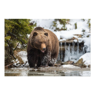 Foto Urso Grizzly Caminhando Ao Longo Do Rio