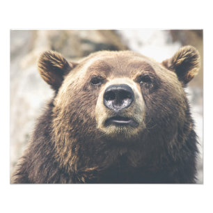 Foto Urso marrom do urso