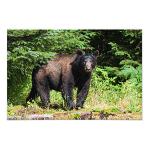 Foto Urso Negro Alfa