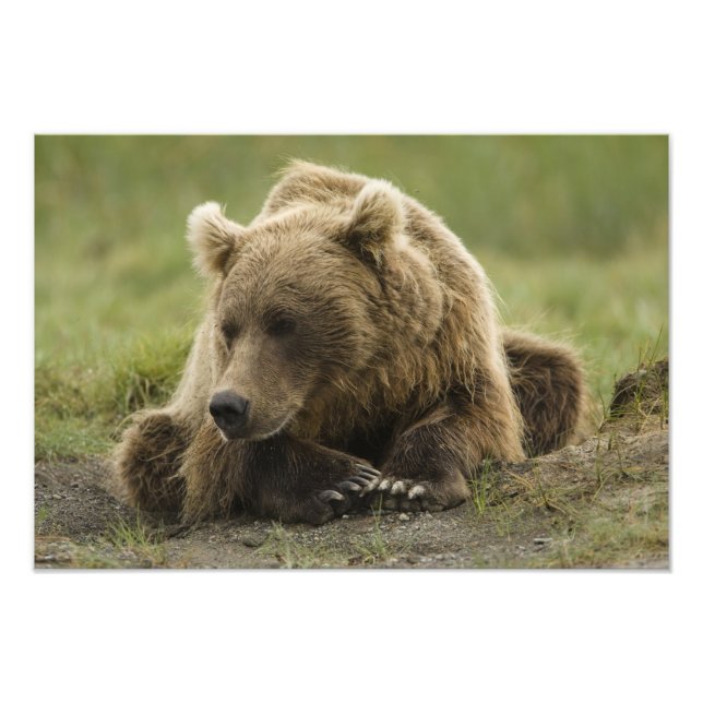 Foto Urso pardo, ou Urso Cinzento Costeiro, Ursus (Frente)