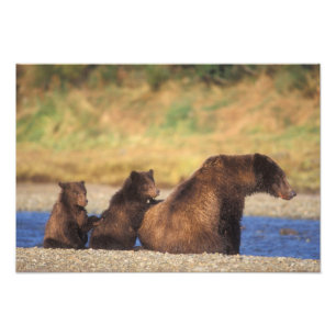 Foto Urso pardo, urso cinzento, porca com filhotes,