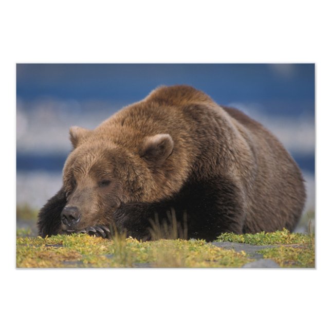 Foto Urso pardo, urso cinzento, tirando uma soneca, Kat (Frente)