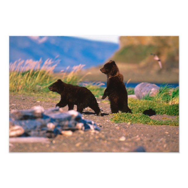 Foto Urso Pardo, Ursus arctos, Península do Alasca, (Frente)