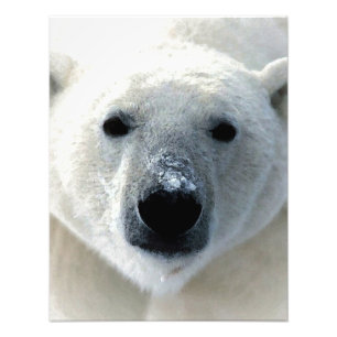 Foto Urso Polar