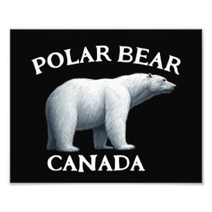 FOTO URSO POLAR