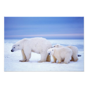 Foto Urso polar com filhotes em conjunto com gelo