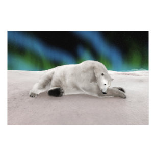 Foto Urso Polar Descansando