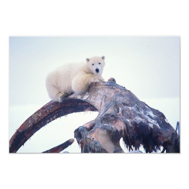 Foto Urso polar em cima de um osso da mandíbula de uma  (Frente)