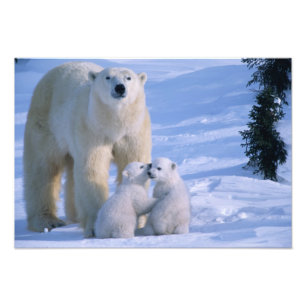 Foto Urso polar fêmea que está com 2 Cubs nela