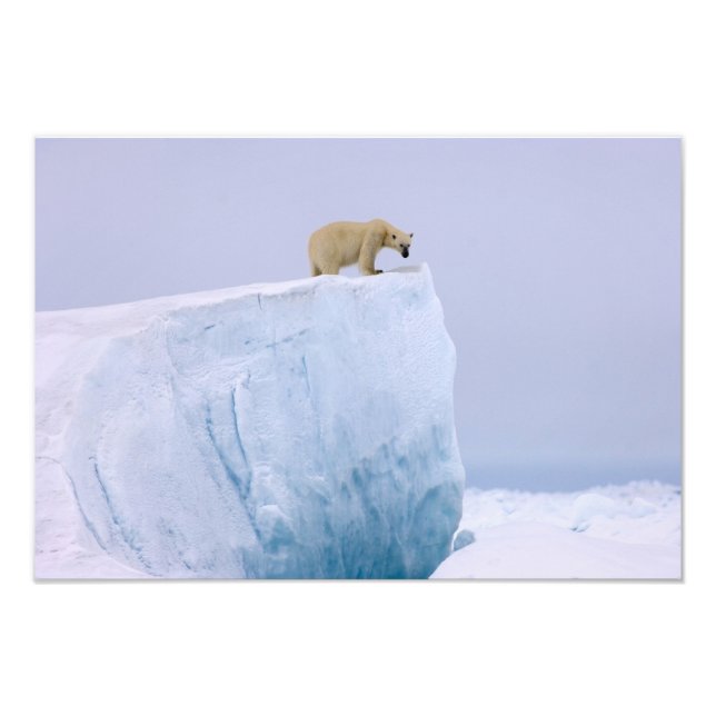Foto urso polar, Ursus maritimus (Frente)