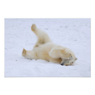 Foto urso polar, Ursus maritimus, filhote rolando