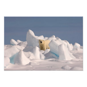 Foto urso polar, Ursus maritimus, no gelo áspero