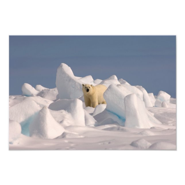 Foto urso polar, Ursus maritimus, no gelo áspero (Frente)