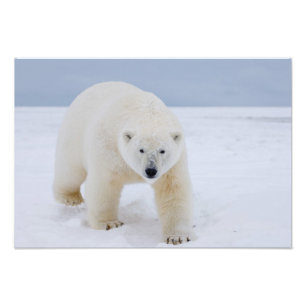 Foto urso polar, Ursus maritimus, no gelo e neve,