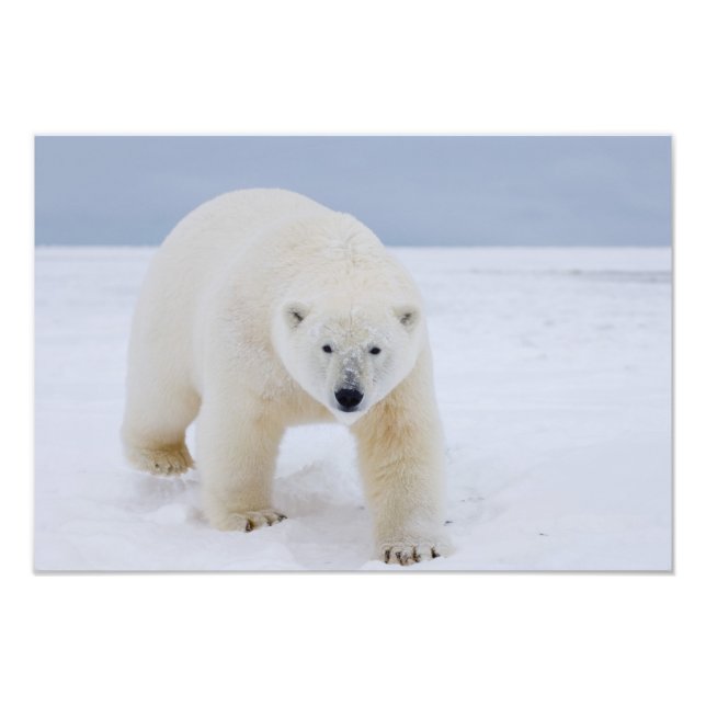 Foto urso polar, Ursus maritimus, no gelo e neve, (Frente)
