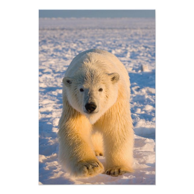 Foto urso polar, Ursus maritimus, urso polar sobre gelo (Frente)