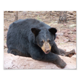 Foto Urso preto