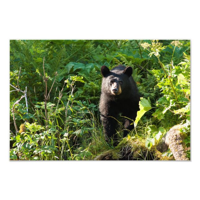 Foto Urso Preto Curioso (Frente)
