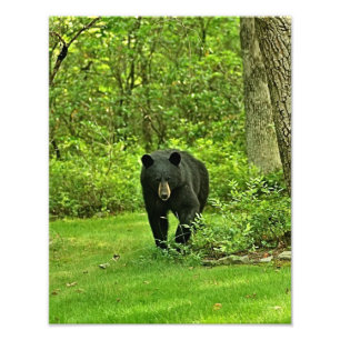 Foto Urso preto do quintal