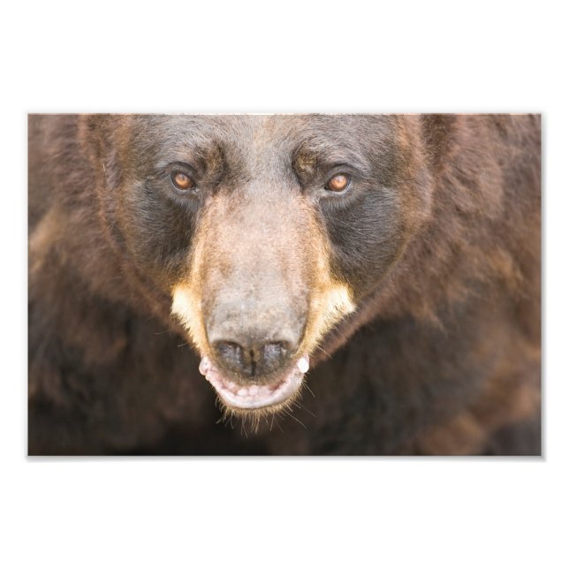 Foto Urso Preto, Michigan (Frente)