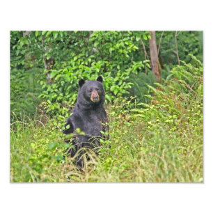 Foto Urso preto que levanta-se