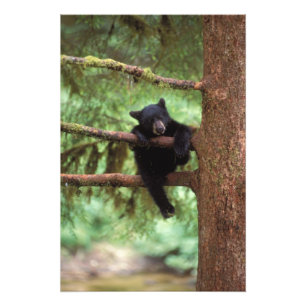 Foto urso preto, Ursus americano, filhote em uma árvor