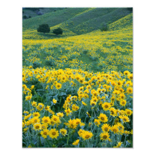 Foto UTAH. EUA. Arrofiraf balsamroot Balsamorhiza
