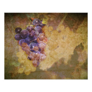 Foto Uvas de Sonoma na videira