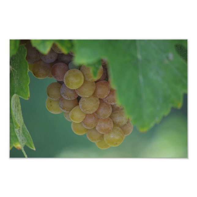 Foto Uvas Verdes (Frente)