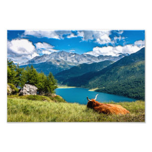Foto Vaca das Terras Altas do Pasto das Montanhas