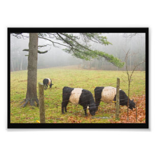 Foto Vacas Belted Galloway Em Fazenda Em Rockport Maine