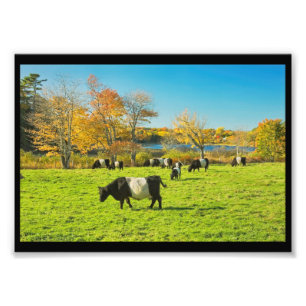 Foto Vacas Belted Galloway Pastando na Grama no Outono