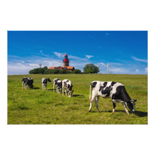 Foto Vacas em um prado com farol